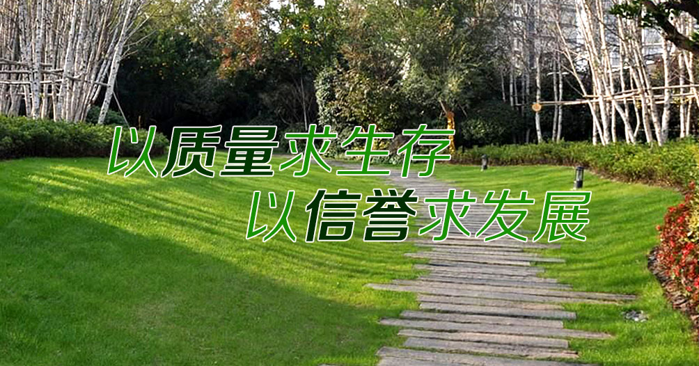 红豆杉种植前要做哪些准备？土壤、地块和排水一次讲清
