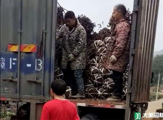 红豆杉育苗管理要点:提高缓苗质量从这些细节开始 红豆杉育苗管理要点:提高缓苗质量从这些细节开始