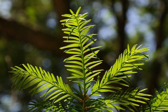 红豆杉育苗管理要点:提高缓苗质量从这些细节开始 红豆杉育苗管理要点:提高缓苗质量从这些细节开始