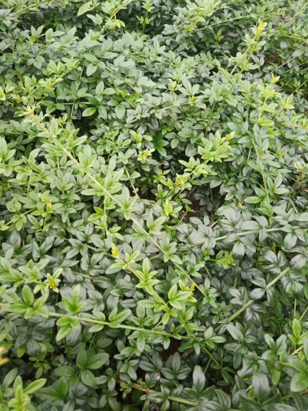红豆杉移栽后如何管理？浇水、遮阴与根系恢复要点