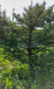 红豆杉苗圃日常管理指南:水肥、除草和巡园怎么安排