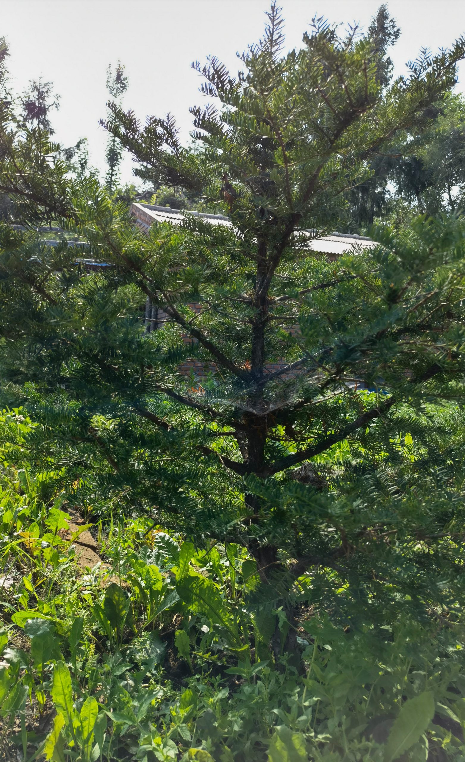 红豆杉苗圃日常管理指南：水肥、除草和巡园怎么安排 红豆杉苗圃 苗圃管理