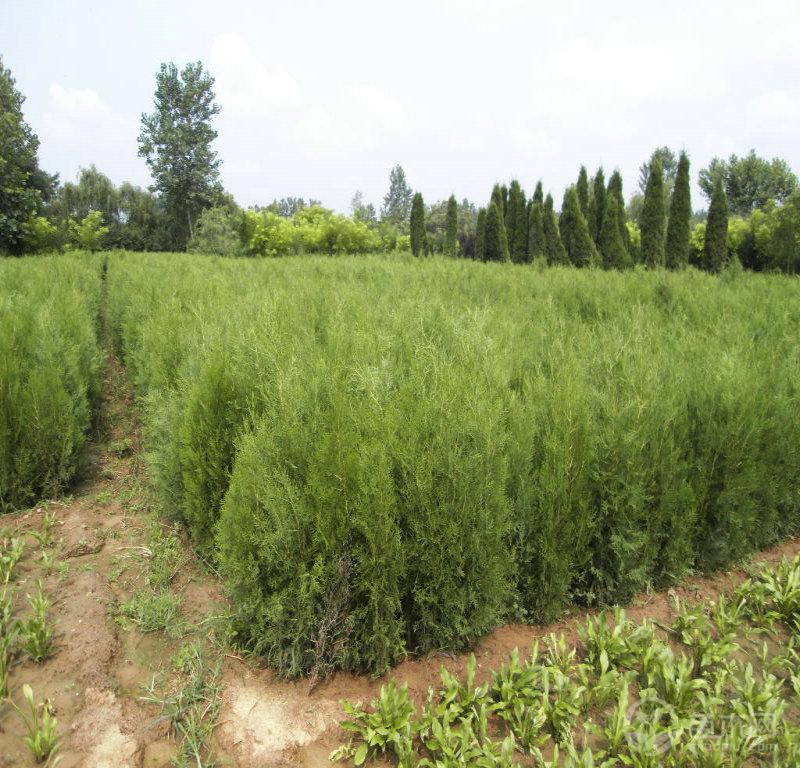 红豆杉苗圃日常管理指南:水肥、除草和巡园怎么安排 红豆杉苗圃日常管理指南:水肥、除草和巡园怎么安排