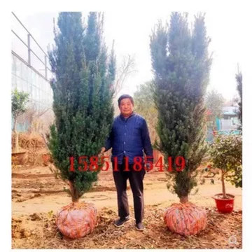 红豆杉苗圃日常管理指南:水肥、除草和巡园怎么安排 红豆杉苗圃日常管理指南:水肥、除草和巡园怎么安排