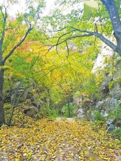 红豆杉冬季管理方法：防寒、控水和苗木检查重点
