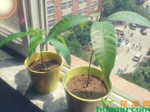 红豆杉苗木基地如何做好分区管理与规格分类
