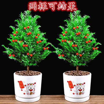 红豆杉绿化苗应用前要看哪些指标？工程用苗挑选思路 红豆杉绿化苗 工程苗