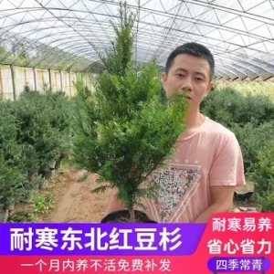 红豆杉苗木运输前后怎么管理?减少失水和机械损伤的方法