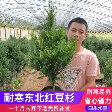 红豆杉苗木运输前后怎么管理？减少失水和机械损伤的方法 红豆杉苗木 运输