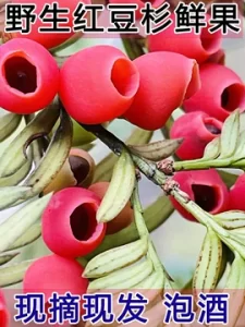 红豆杉苗木春季管理重点:萌芽前后要做哪些工作