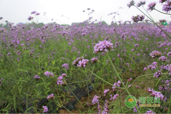 红豆杉苗木秋季管理重点:促壮、控水与越冬准备 红豆杉苗木秋季管理重点:促壮、控水与越冬准备