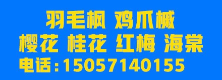 红豆杉苗木秋季管理重点:促壮、控水与越冬准备 红豆杉苗木秋季管理重点:促壮、控水与越冬准备