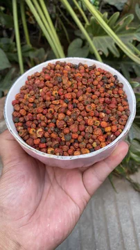 红豆杉浇水怎么掌握?不同生长阶段的水分管理思路 红豆杉浇水怎么掌握?不同生长阶段的水分管理思路
