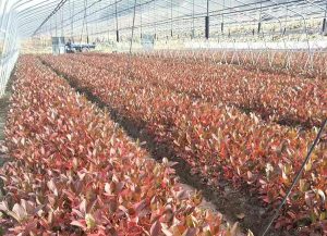 红豆杉修剪有哪些基本原则?保持树势与株形的实用方法