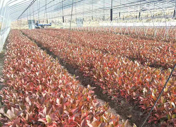 红豆杉修剪有哪些基本原则？保持树势与株形的实用方法 红豆杉修剪 修剪