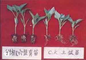 红豆杉修剪有哪些基本原则?保持树势与株形的实用方法 红豆杉修剪有哪些基本原则?保持树势与株形的实用方法