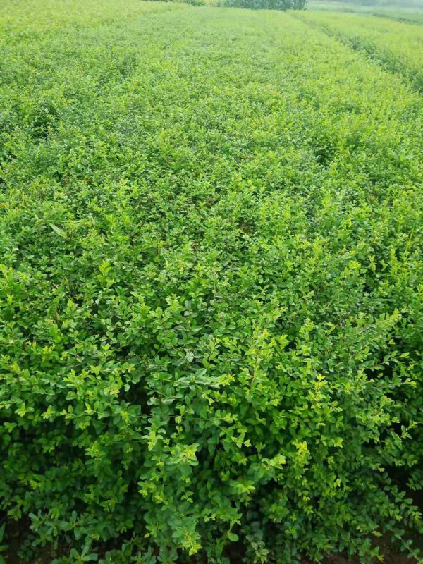 红豆杉修剪有哪些基本原则?保持树势与株形的实用方法 红豆杉修剪有哪些基本原则?保持树势与株形的实用方法