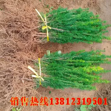 红豆杉病虫害防治从哪里入手?苗圃巡查和预防要点 红豆杉病虫害防治从哪里入手?苗圃巡查和预防要点