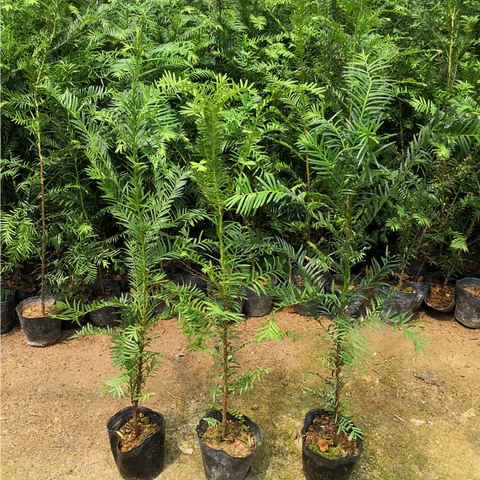 红豆杉病虫害防治从哪里入手?苗圃巡查和预防要点 红豆杉病虫害防治从哪里入手?苗圃巡查和预防要点