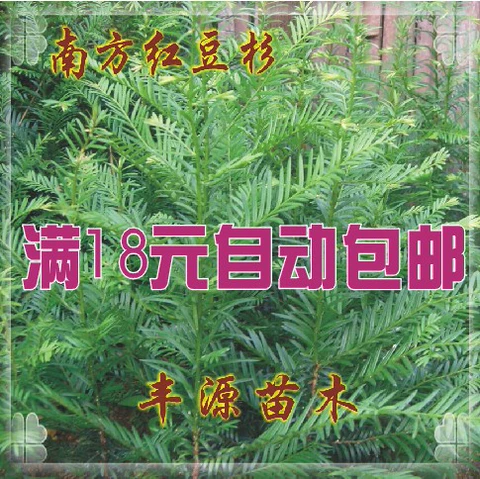 红豆杉小苗管理技巧：定植初期如何提高成活与整齐度 红豆杉小苗 小苗管理