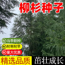 红豆杉小苗管理技巧:定植初期如何提高成活与整齐度 红豆杉小苗管理技巧:定植初期如何提高成活与整齐度
