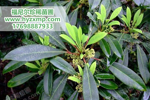 红豆杉大苗移植注意事项：土球、起苗与栽后支撑 红豆杉大苗 大苗移植