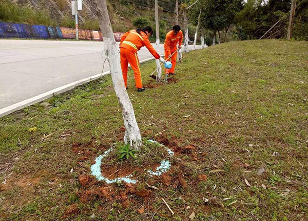 苗圃如何提升红豆杉苗整齐度？从分级到水肥统一管理 红豆杉苗圃基地 分级