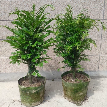 苗圃如何提升红豆杉苗整齐度？从分级到水肥统一管理