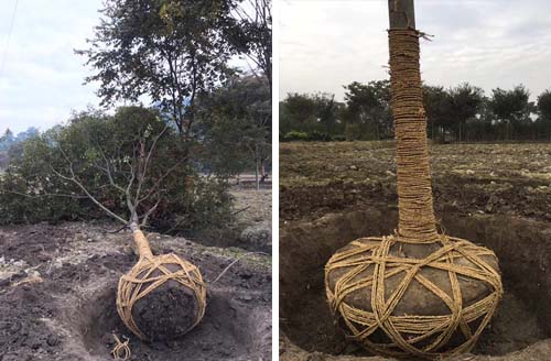 汉中红豆杉种植管理思路：结合山地气候做好水分与土壤管理 汉中红豆杉 区域种植