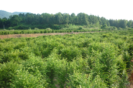 汉中红豆杉种植管理思路：结合山地气候做好水分与土壤管理