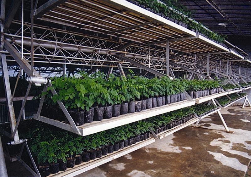 汉中红豆杉种植管理思路：结合山地气候做好水分与土壤管理