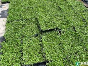 陕西红豆杉苗木养护要点：季节变化下的管理重点