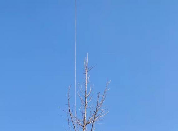 陕西红豆杉苗木养护要点:季节变化下的管理重点 陕西红豆杉苗木养护要点:季节变化下的管理重点