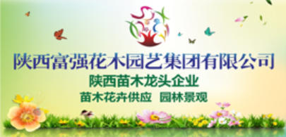 苗木根系好不好怎么看?采购和移栽前的检查重点 苗木根系好不好怎么看?采购和移栽前的检查重点
