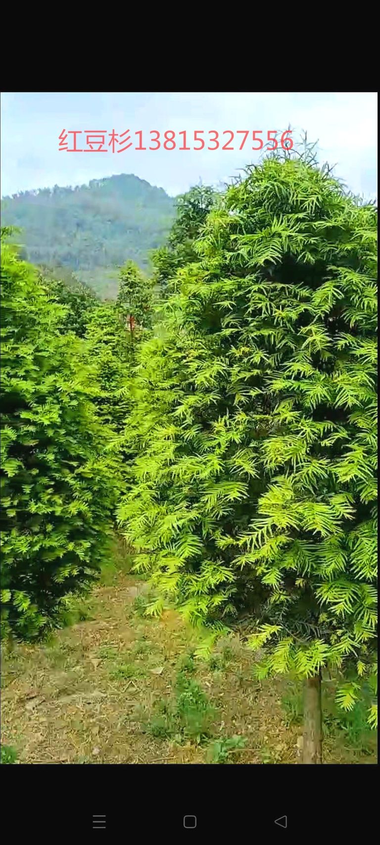 生态苗木种植如何兼顾成活与后期维护成本