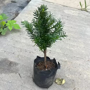 生态苗木种植如何兼顾成活与后期维护成本 生态苗木种植如何兼顾成活与后期维护成本