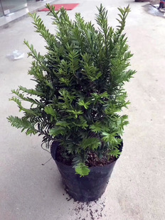 林木育苗过程中如何做好苗期分级与弱苗管理 林木育苗 苗期分级