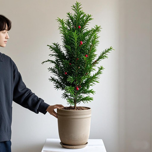 植物栽培中土壤透气性有多重要？根系状态直接影响长势