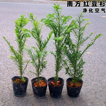 绿化苗木为什么要分规格？工程配置与后期管理更方便