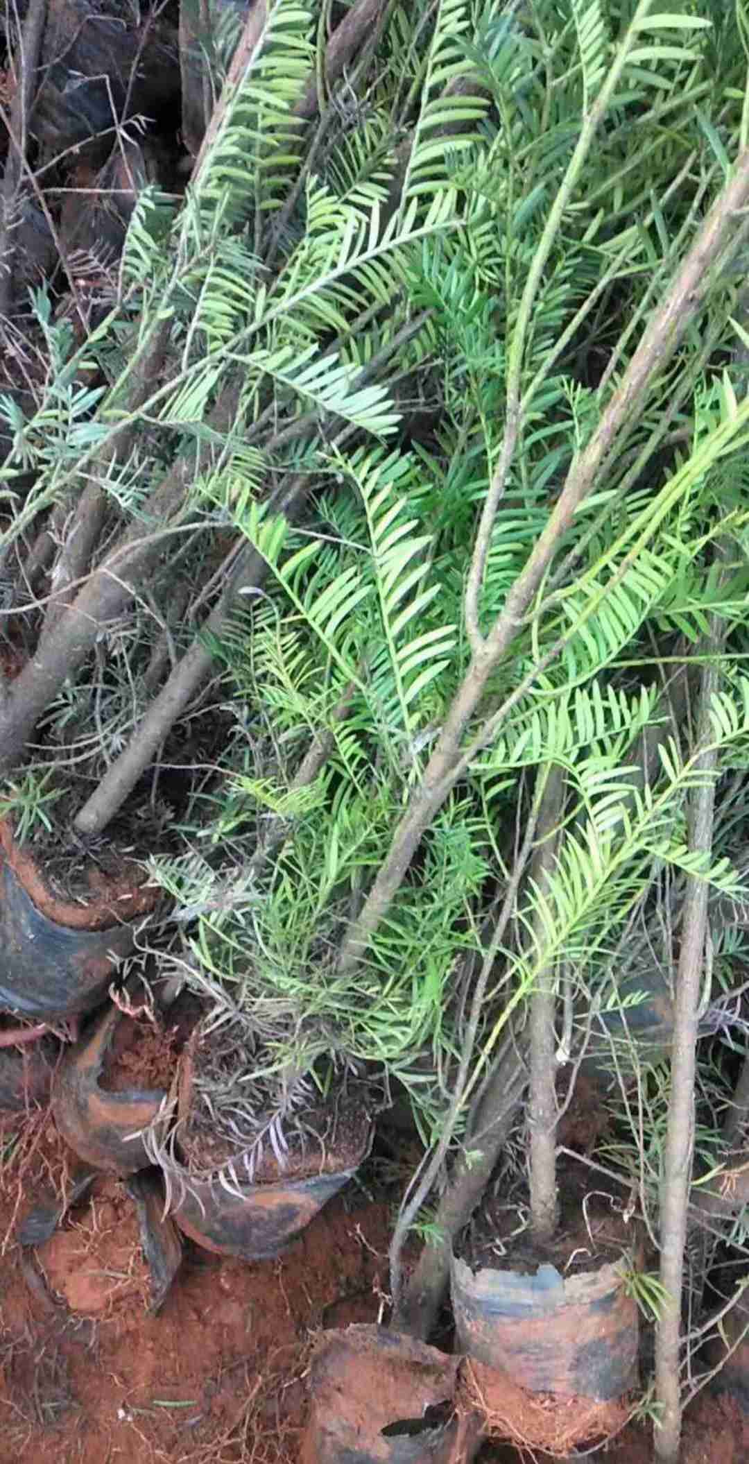 红豆杉苗价格受哪些因素影响?苗龄、规格和根系是关键 红豆杉苗价格受哪些因素影响?苗龄、规格和根系是关键