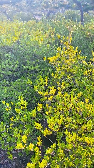 红豆杉树苗价格怎么看更合理?别只比较株高一个指标 红豆杉树苗价格怎么看更合理?别只比较株高一个指标