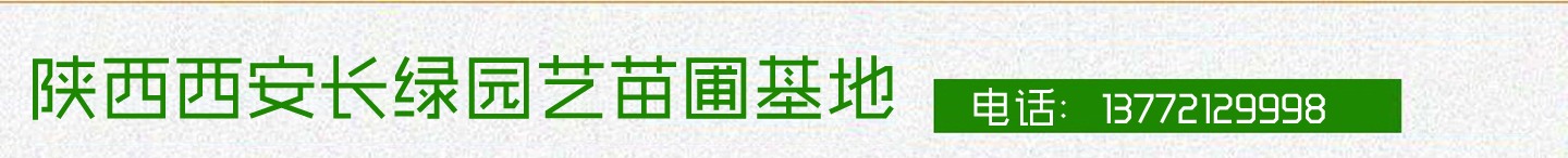 红豆杉苗木厂家如何做好出圃前质量检查 红豆杉苗木厂家如何做好出圃前质量检查