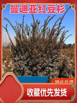 红豆杉怎么种更稳妥？新手也能看懂的定植管理流程 红豆杉怎么种 种植流程