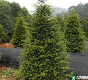 红豆杉怎么养长势更稳定？日常养护抓住五个关键点