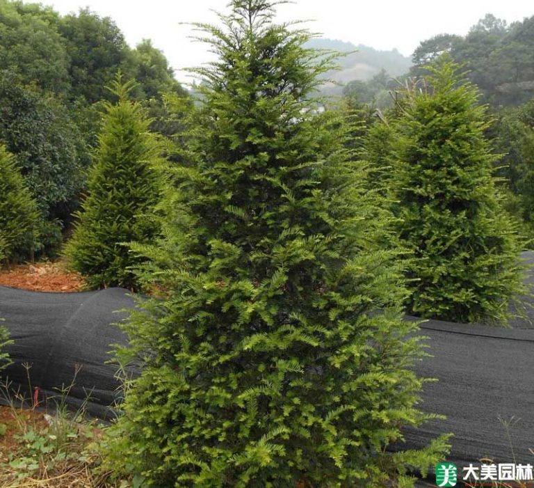 红豆杉怎么养长势更稳定？日常养护抓住五个关键点