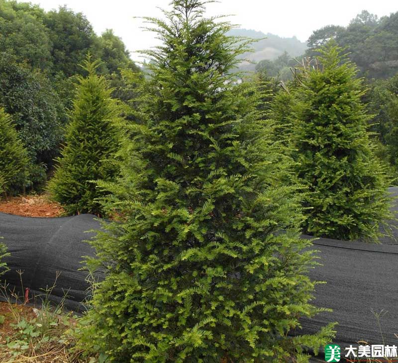 红豆杉怎么养长势更稳定？日常养护抓住五个关键点 红豆杉怎么养 养护流程