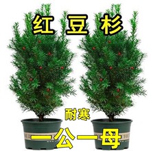 红豆杉怎么养长势更稳定?日常养护抓住五个关键点 红豆杉怎么养长势更稳定?日常养护抓住五个关键点