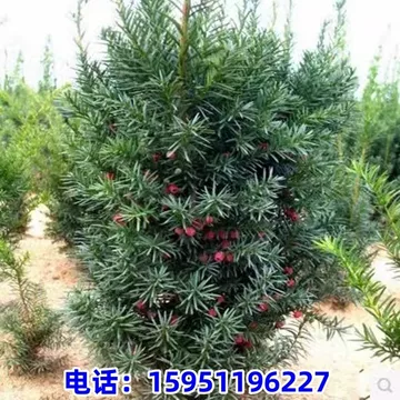 红豆杉养殖方法常见误区：浇水越多并不等于长得越快 红豆杉养殖方法 误区