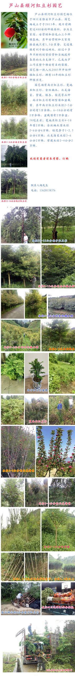 红豆杉养殖方法常见误区：浇水越多并不等于长得越快