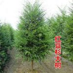 红豆杉繁殖后幼苗如何管理?成活后的水肥与光照调整